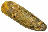 Fossil Sauropod Dinosaur (Titanosaur) Tooth - Morocco #369659-1